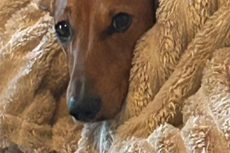 Dachshund (Miniature Smooth Haired)