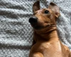 Dachshund (Miniature Smooth Haired)