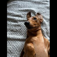 Dachshund (Miniature Smooth Haired)