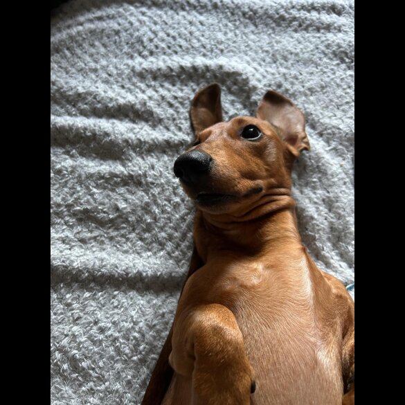 Dachshund (Miniature Smooth Haired)