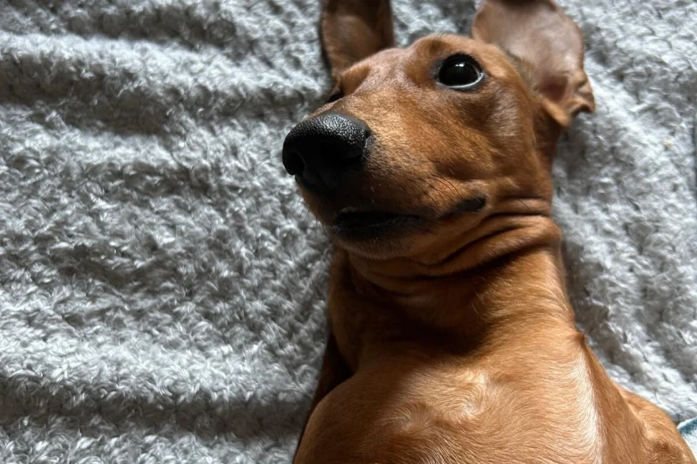 Dachshund (Miniature Smooth Haired)
