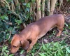 Dachshund (Miniature Smooth Haired)