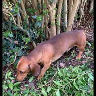 Dachshund (Miniature Smooth Haired)