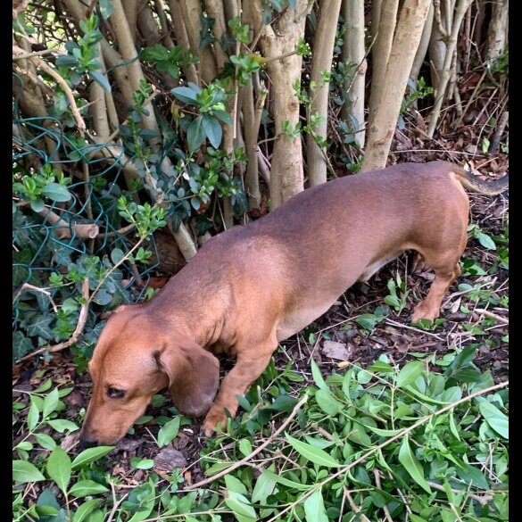 Dachshund (Miniature Smooth Haired)