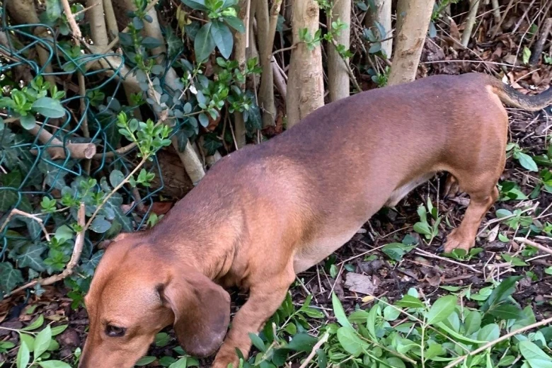 Dachshund (Miniature Smooth Haired)