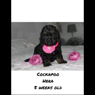 Cockapoo