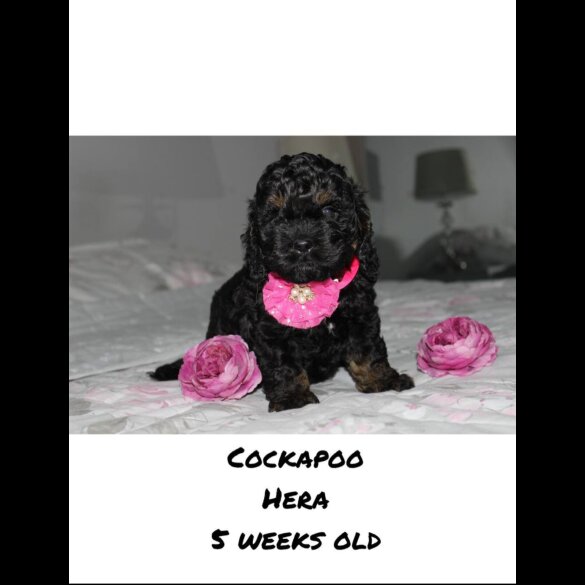 Cockapoo
