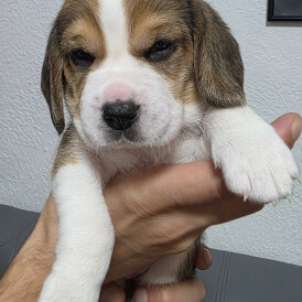 Beagle