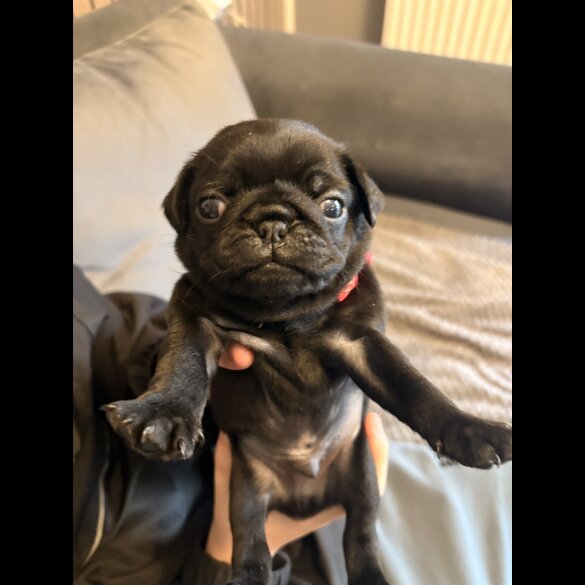 Pug