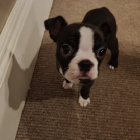 Boston Terrier