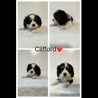 Cavalier King Charles Spaniel