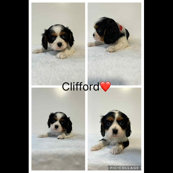 Cavalier King Charles Spaniel