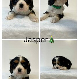 Cavalier King Charles Spaniel