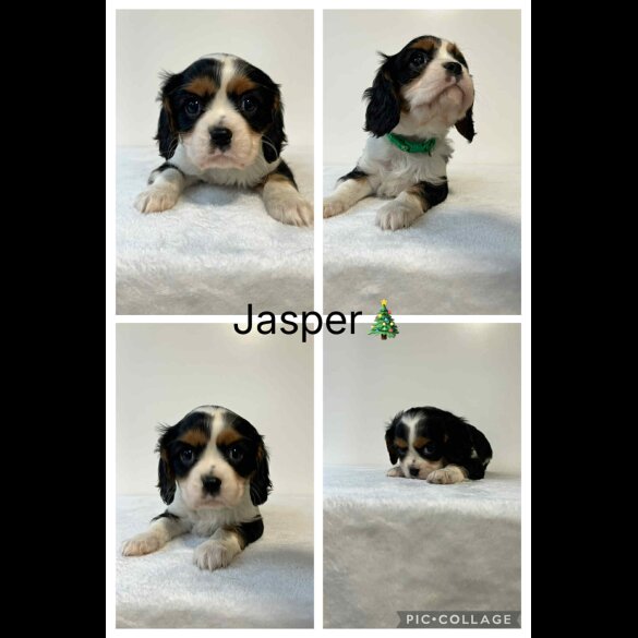 Cavalier King Charles Spaniel