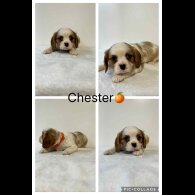 Cavalier King Charles Spaniel