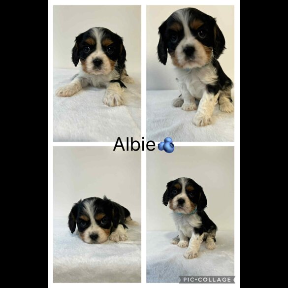 Cavalier King Charles Spaniel