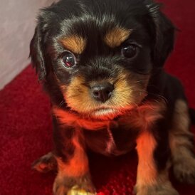 Cavalier King Charles Spaniel