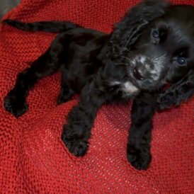 Cocker Spaniel (Show)