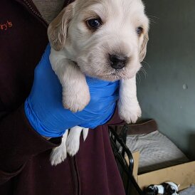 Working Cocker Spaniel