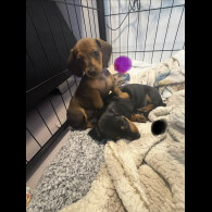 Dachshund (Smooth Haired)