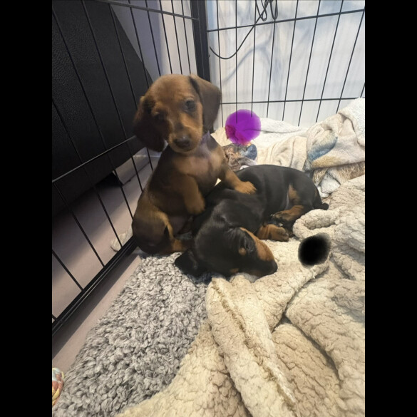 Dachshund (Smooth Haired)