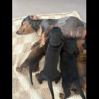 Dachshund (Smooth Haired)