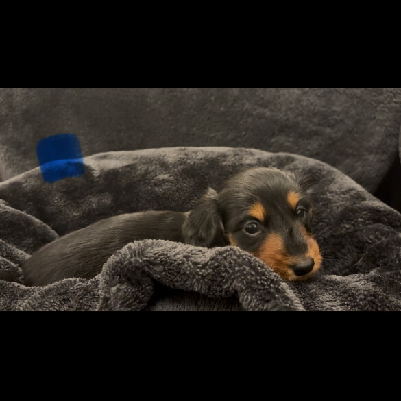 Dachshund (Smooth Haired)