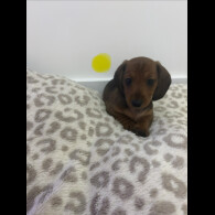 Dachshund (Smooth Haired)