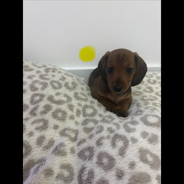 Dachshund (Smooth Haired)