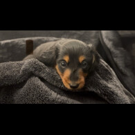 Dachshund (Smooth Haired)