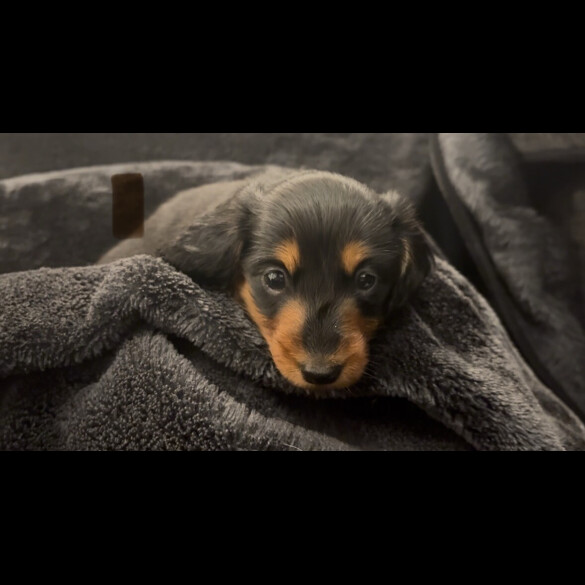 Dachshund (Smooth Haired)