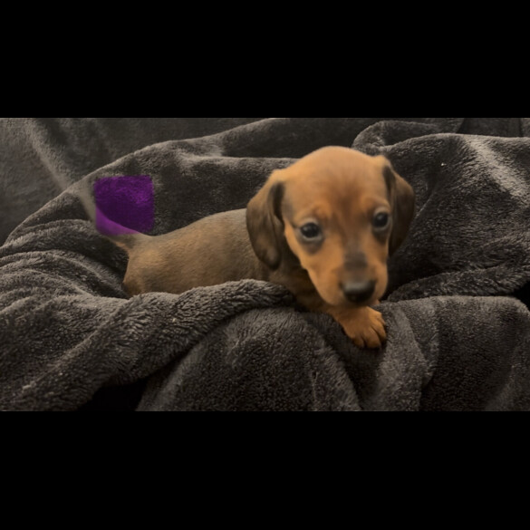 Dachshund (Smooth Haired)