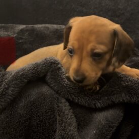 Dachshund (Smooth Haired)