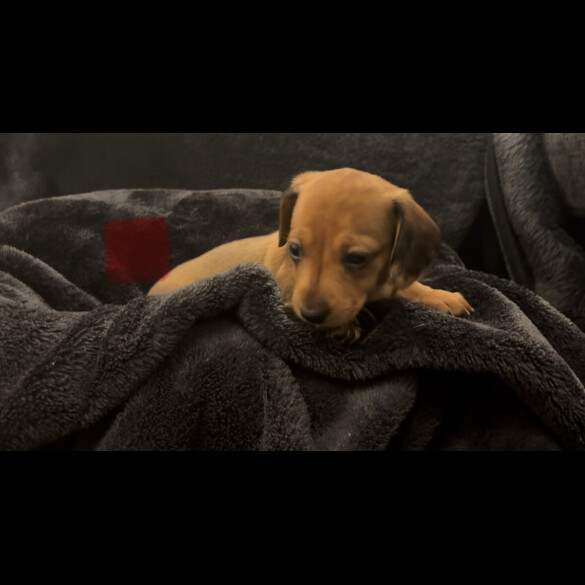 Dachshund (Smooth Haired)