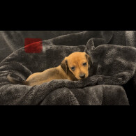 Dachshund (Smooth Haired)