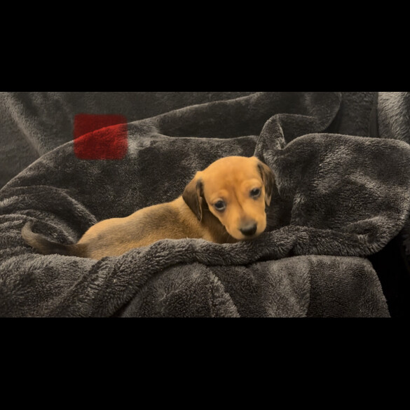 Dachshund (Smooth Haired)