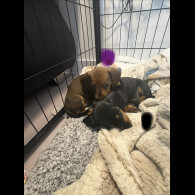 Dachshund (Smooth Haired)