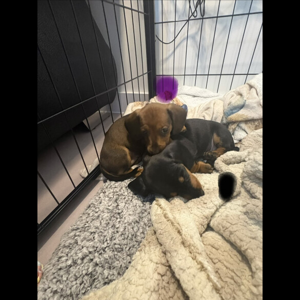 Dachshund (Smooth Haired)