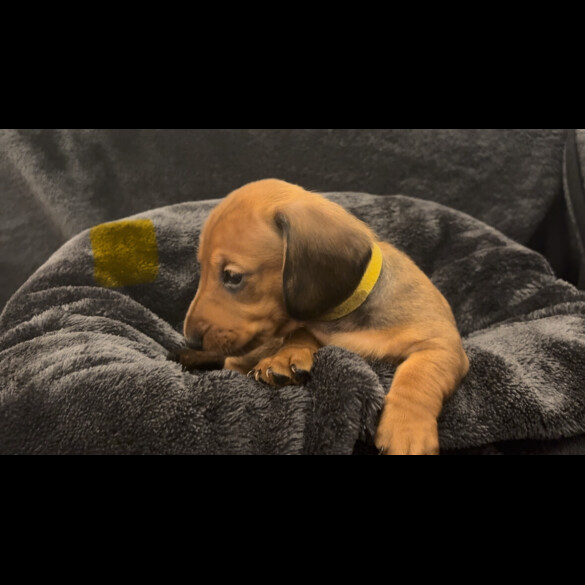 Dachshund (Smooth Haired)