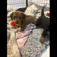 Dachshund (Smooth Haired)