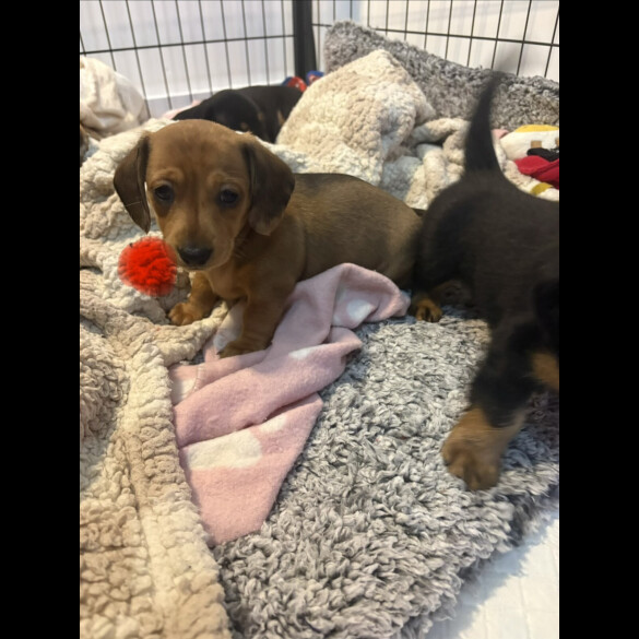 Dachshund (Smooth Haired)