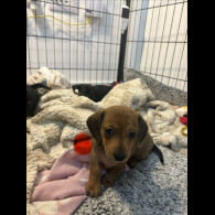 Dachshund (Smooth Haired)