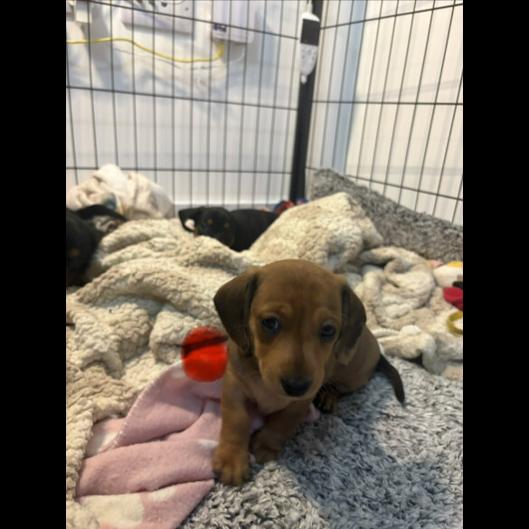 Dachshund (Smooth Haired)