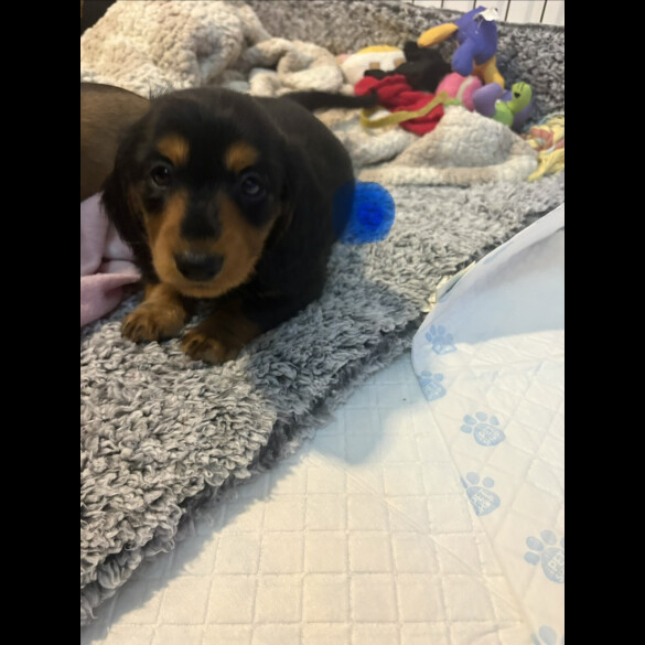 Dachshund (Smooth Haired)