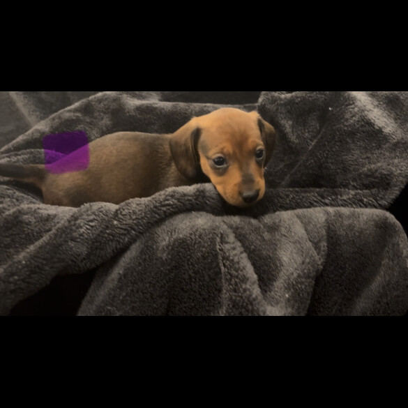 Dachshund (Smooth Haired)