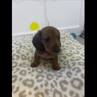 Dachshund (Smooth Haired)