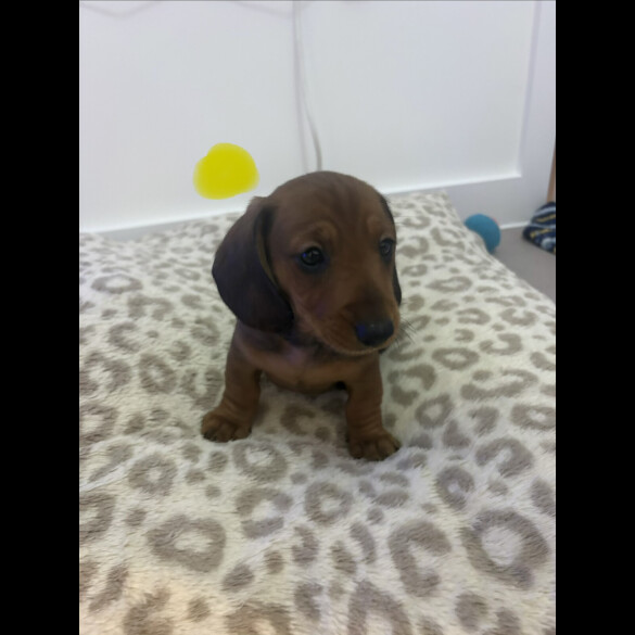 Dachshund (Smooth Haired)