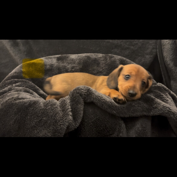 Dachshund (Smooth Haired)