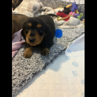 Dachshund (Smooth Haired)