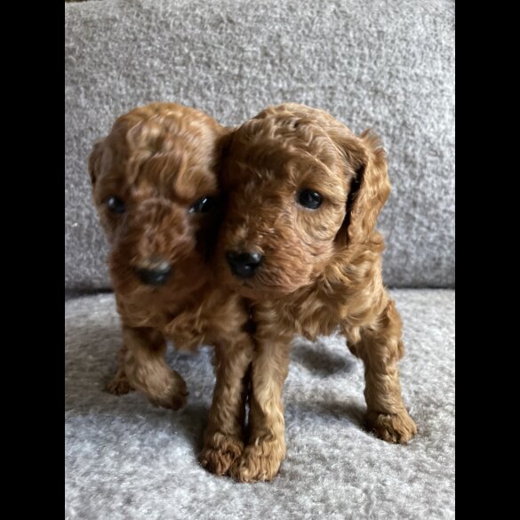 Cavapoo